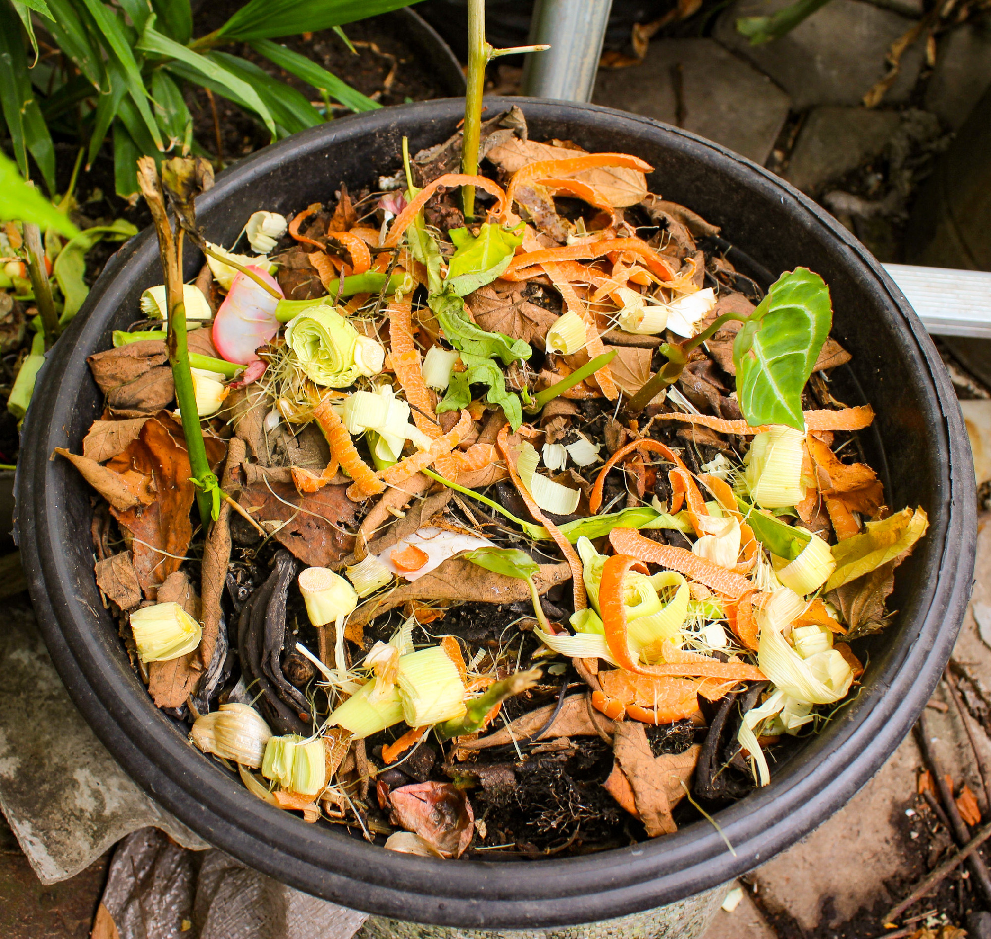 kitchen scraps composted