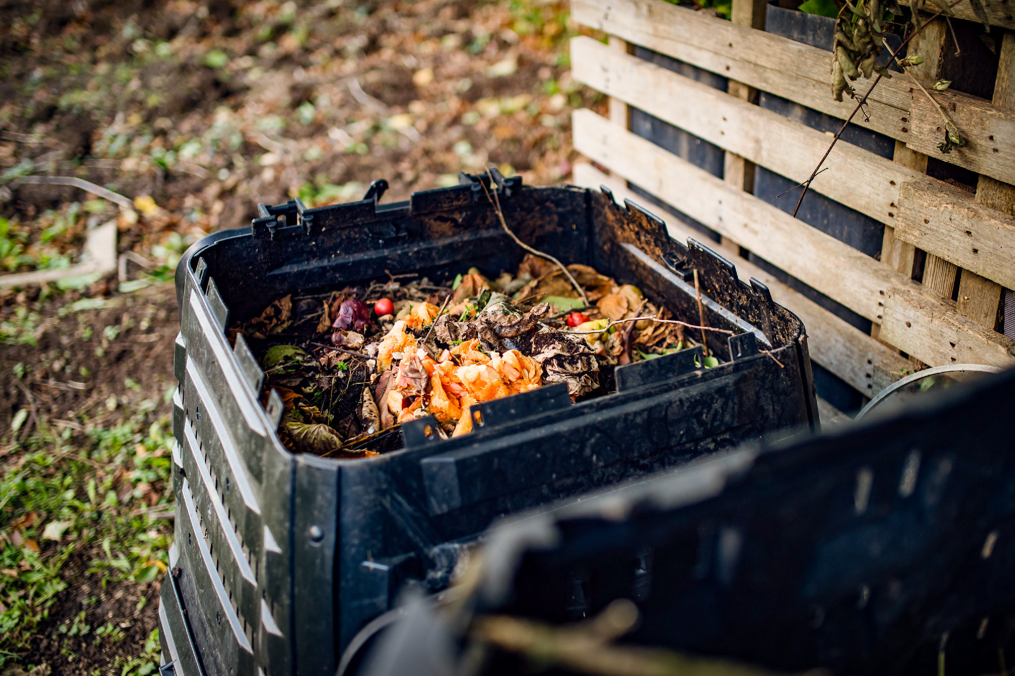 Compost in composter in garden, putting organic materials, kitch