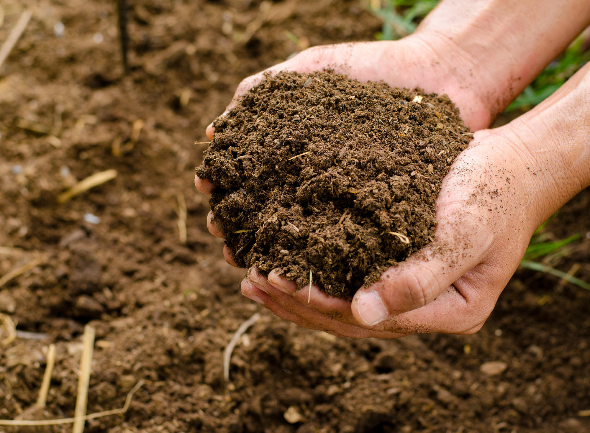 Plant organic compost fertilizer on farmer hand