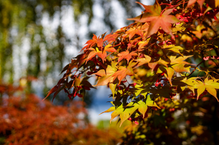Őszbe öltözött a Zöld pagony