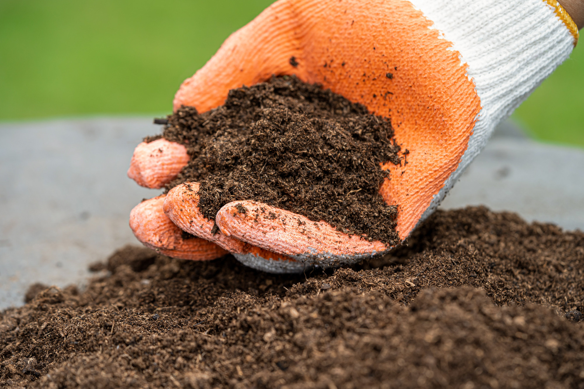 Hand holding peat moss organic matter improve soil for agricultu