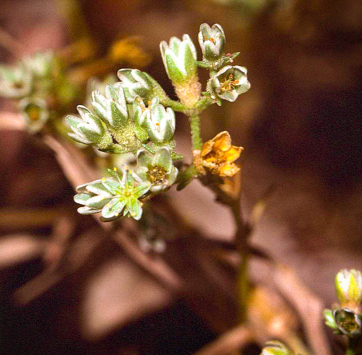 Védett növényeink: 