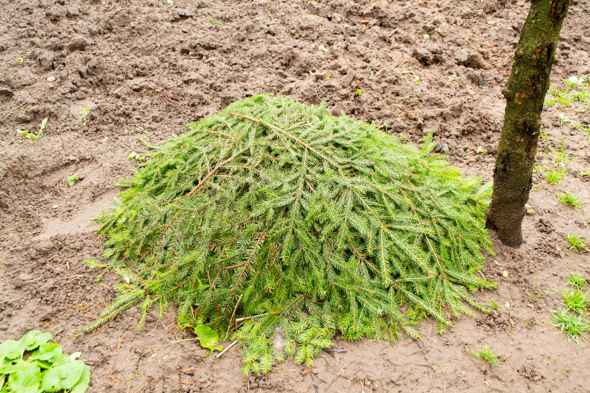 Winter protection for garden, making shelter for plants winter protection with spruce branch. Insulate roses for winter.