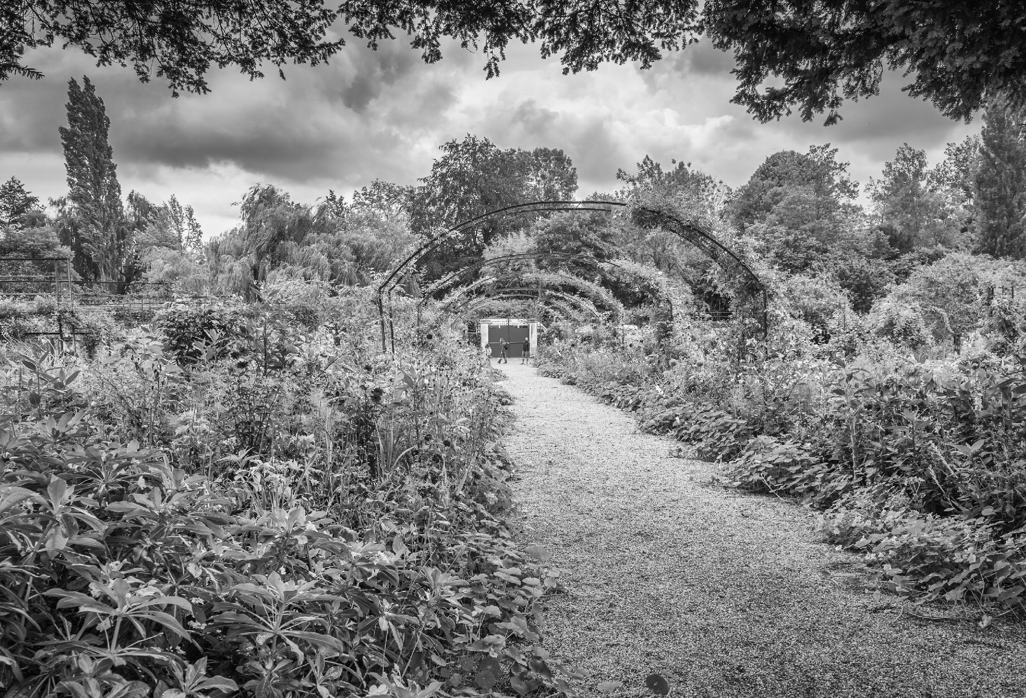 Monet's Garden in Giverny, black and white view