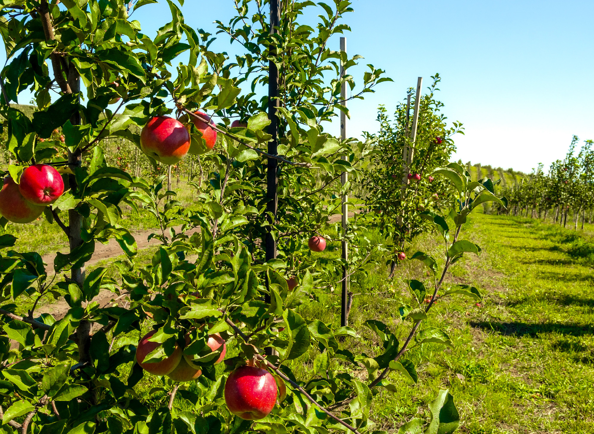 red apples on tree branch