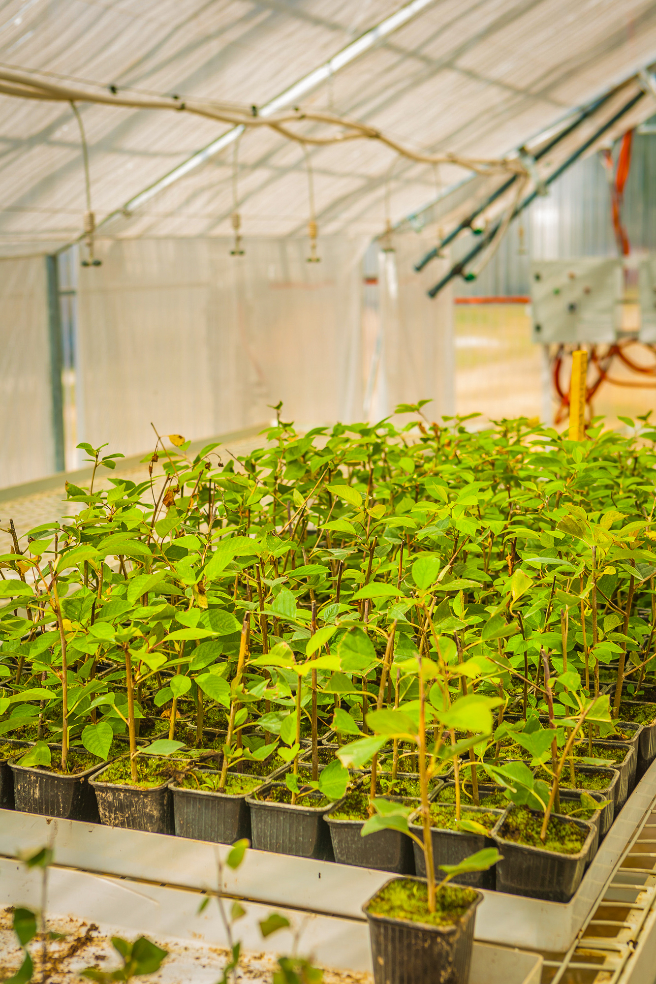 plum tree seedlings in greenhouse