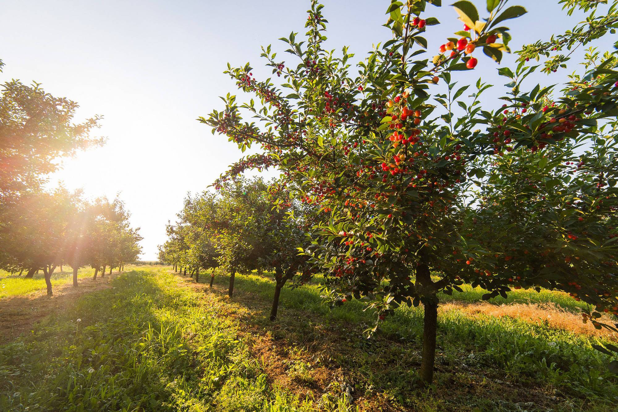 Ripening cherries on orchard tree