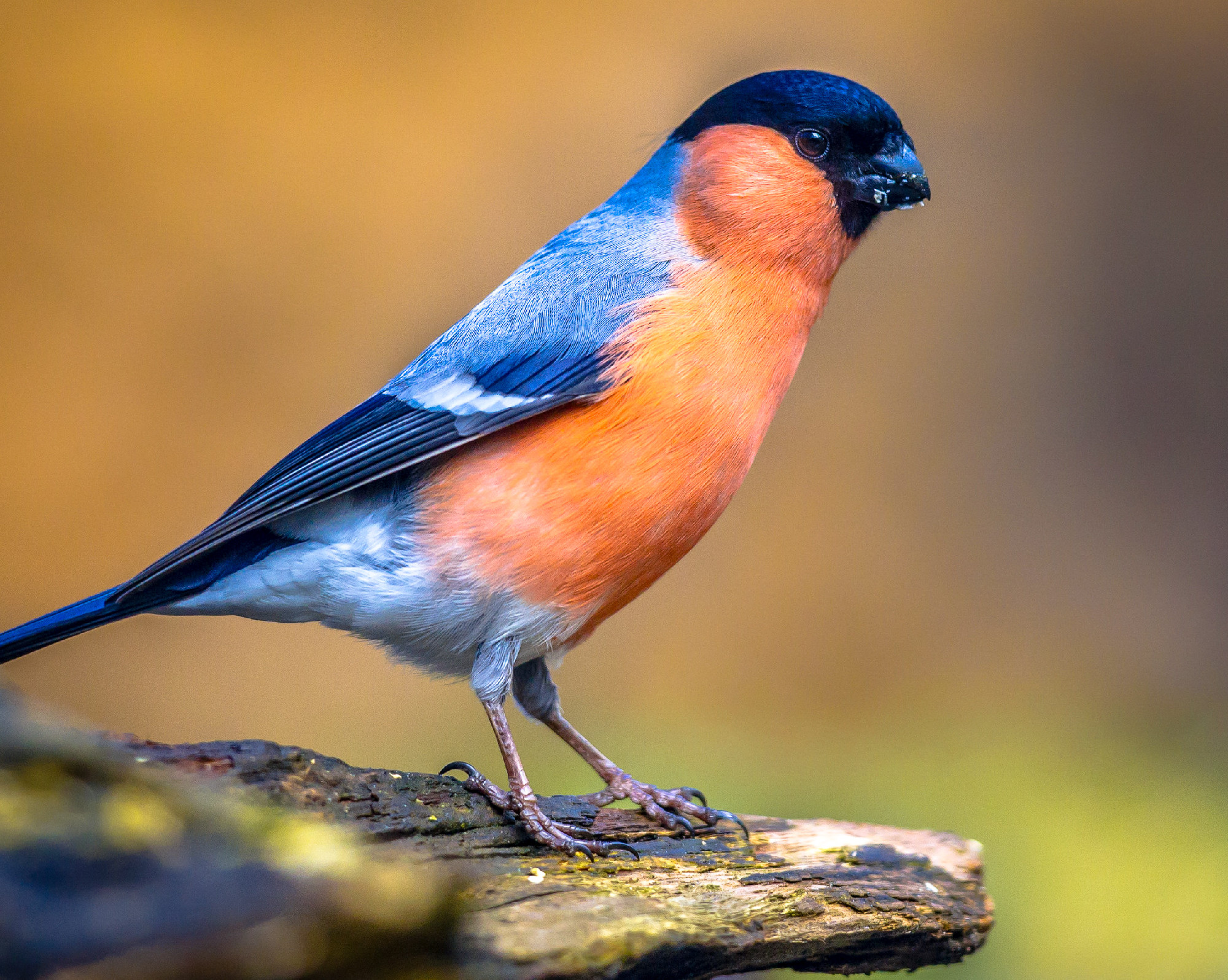 Eurasian bullfinch perched