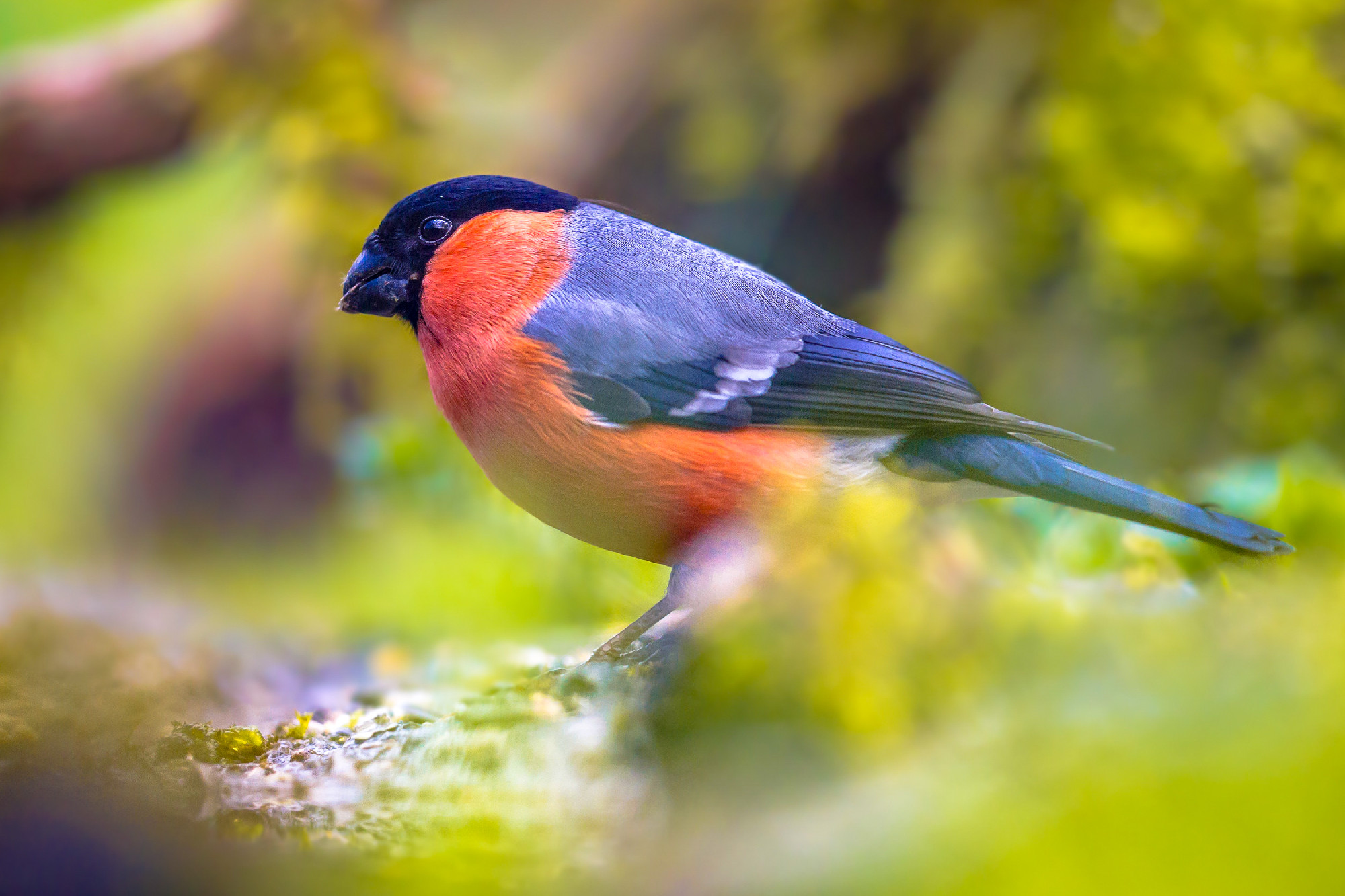 Common or Eurasian bullfinch