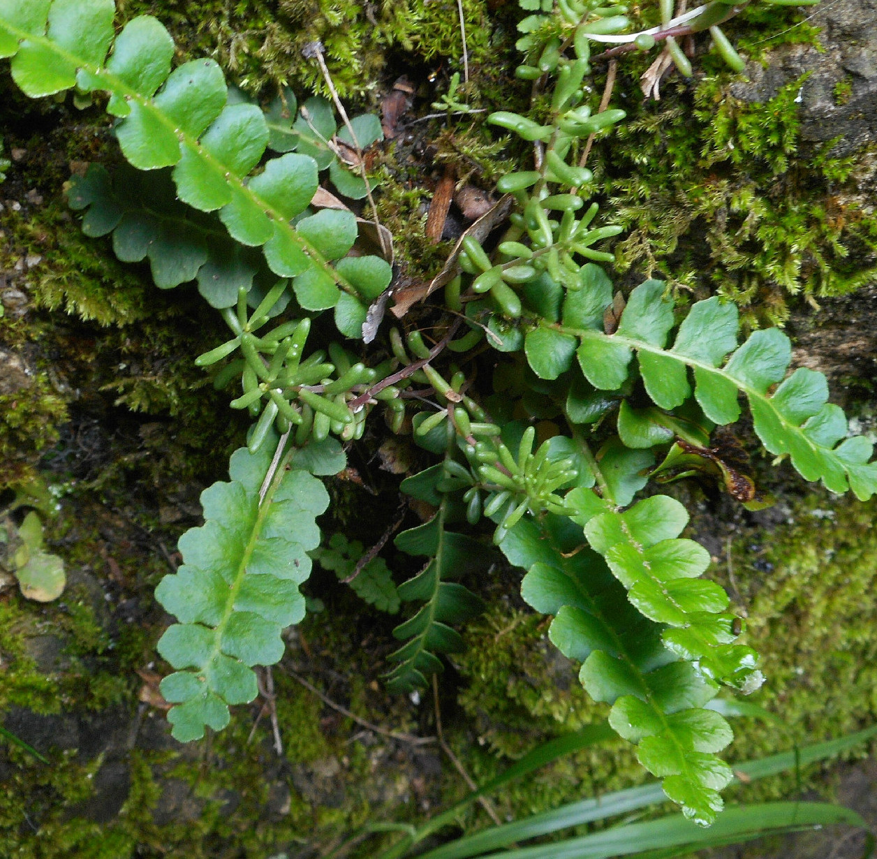 Védett növényeink