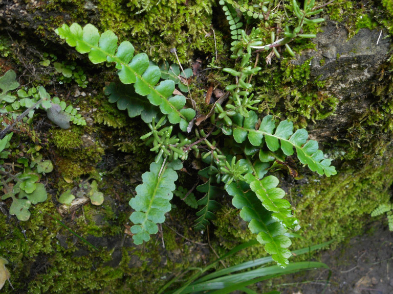 Védett növényeink