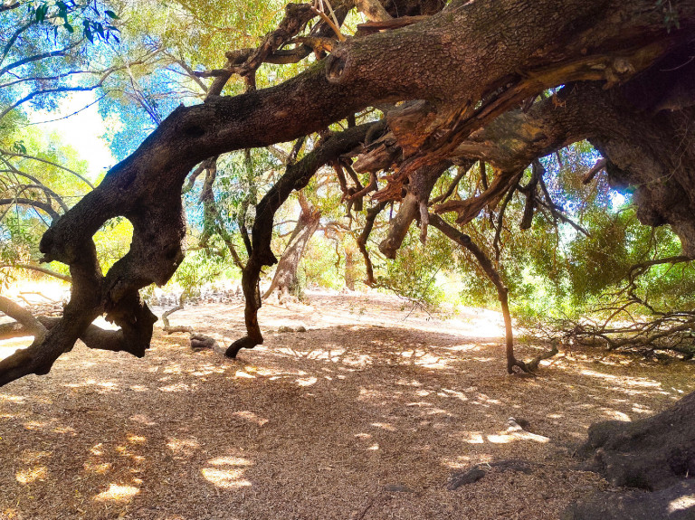 A világ egyik legidősebb fája