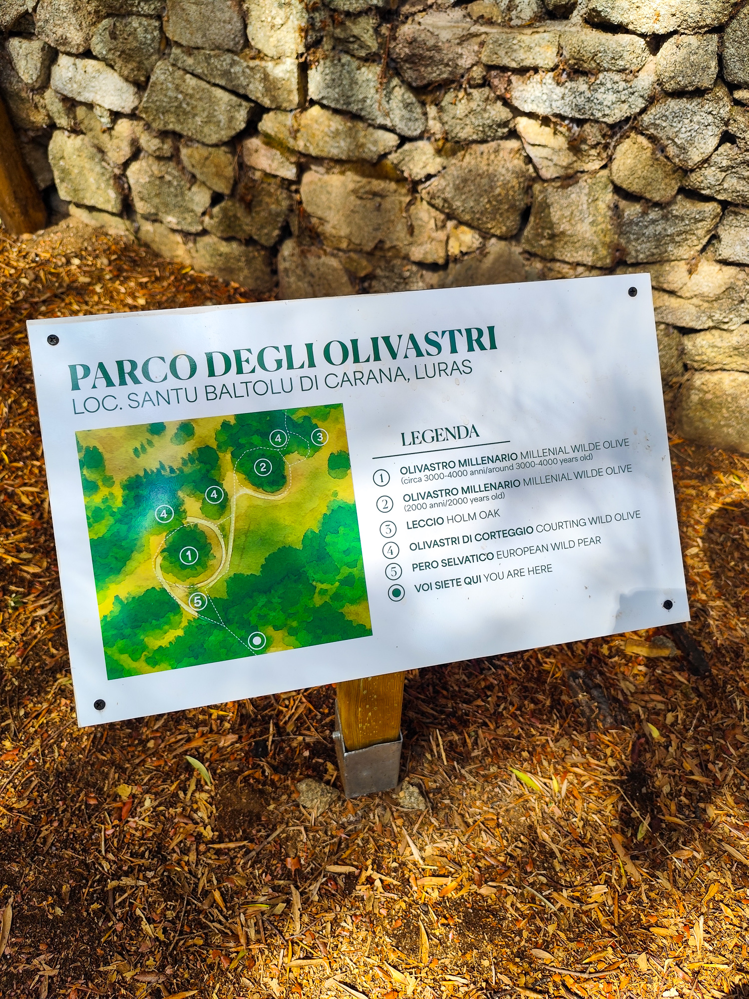 A világ egyik legidősebb fája