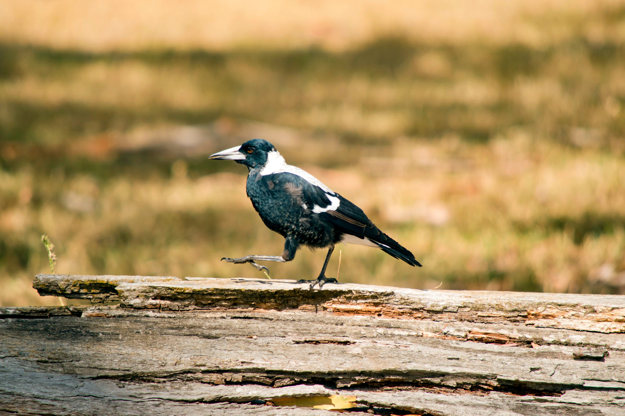 this is a side view of a  magpie