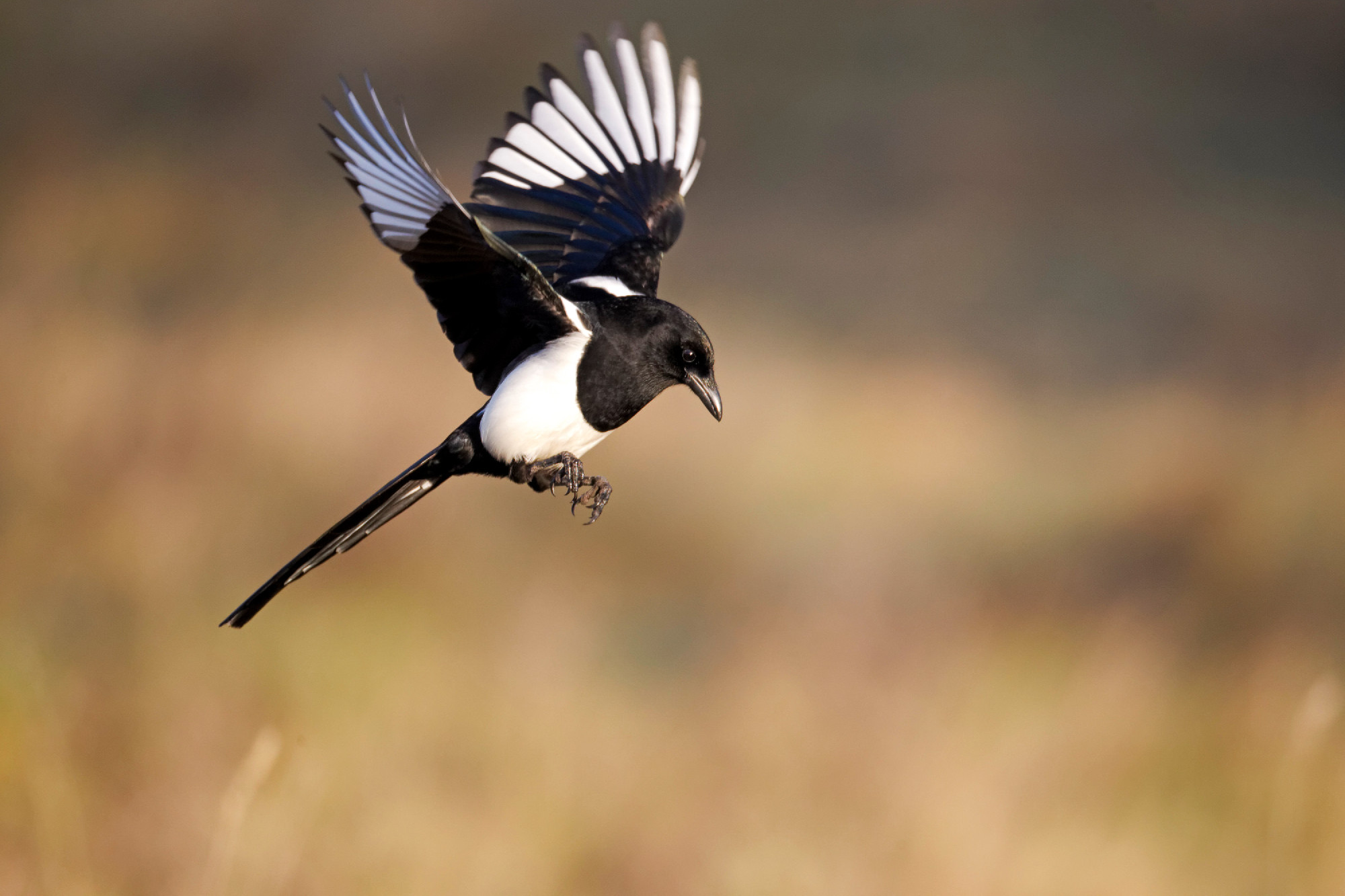 Magpie, Pica pica