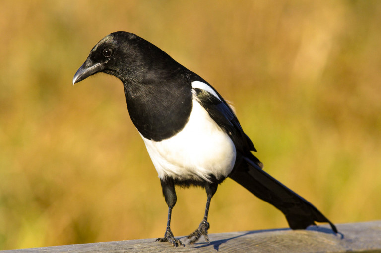 Magyarország madarai