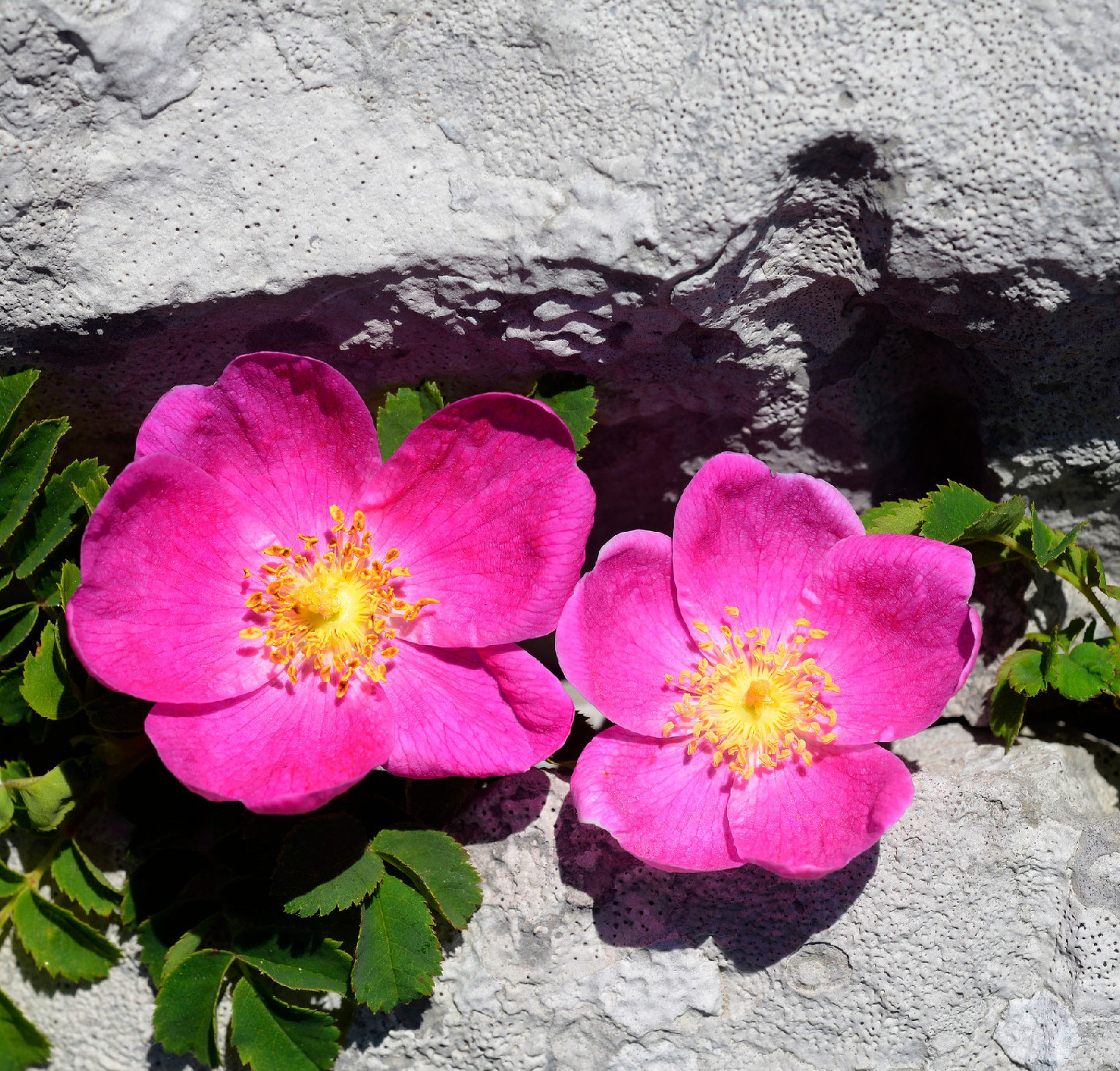 Védett növényeink