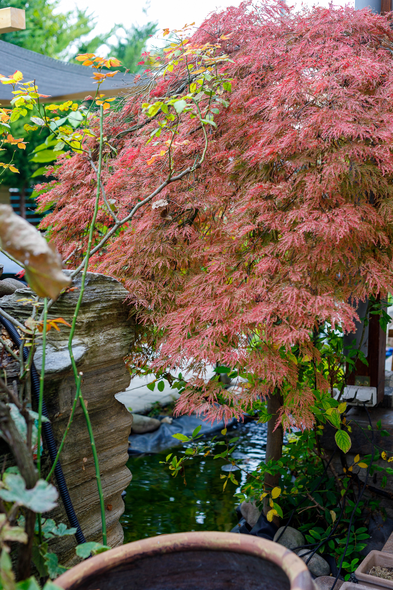 A jövő növénye lenne a jujuba?