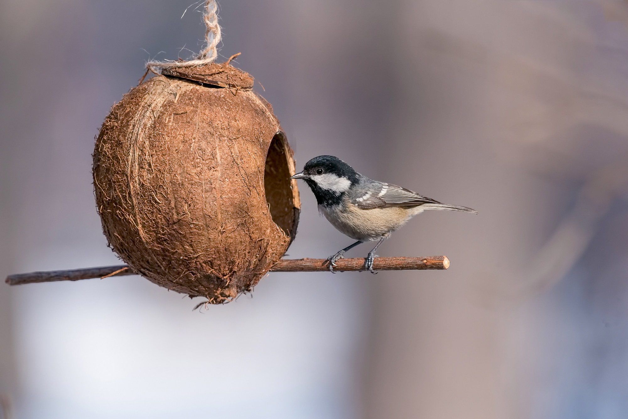 Coal tit (Periparus ater) taking nuts from bird feeder with copy