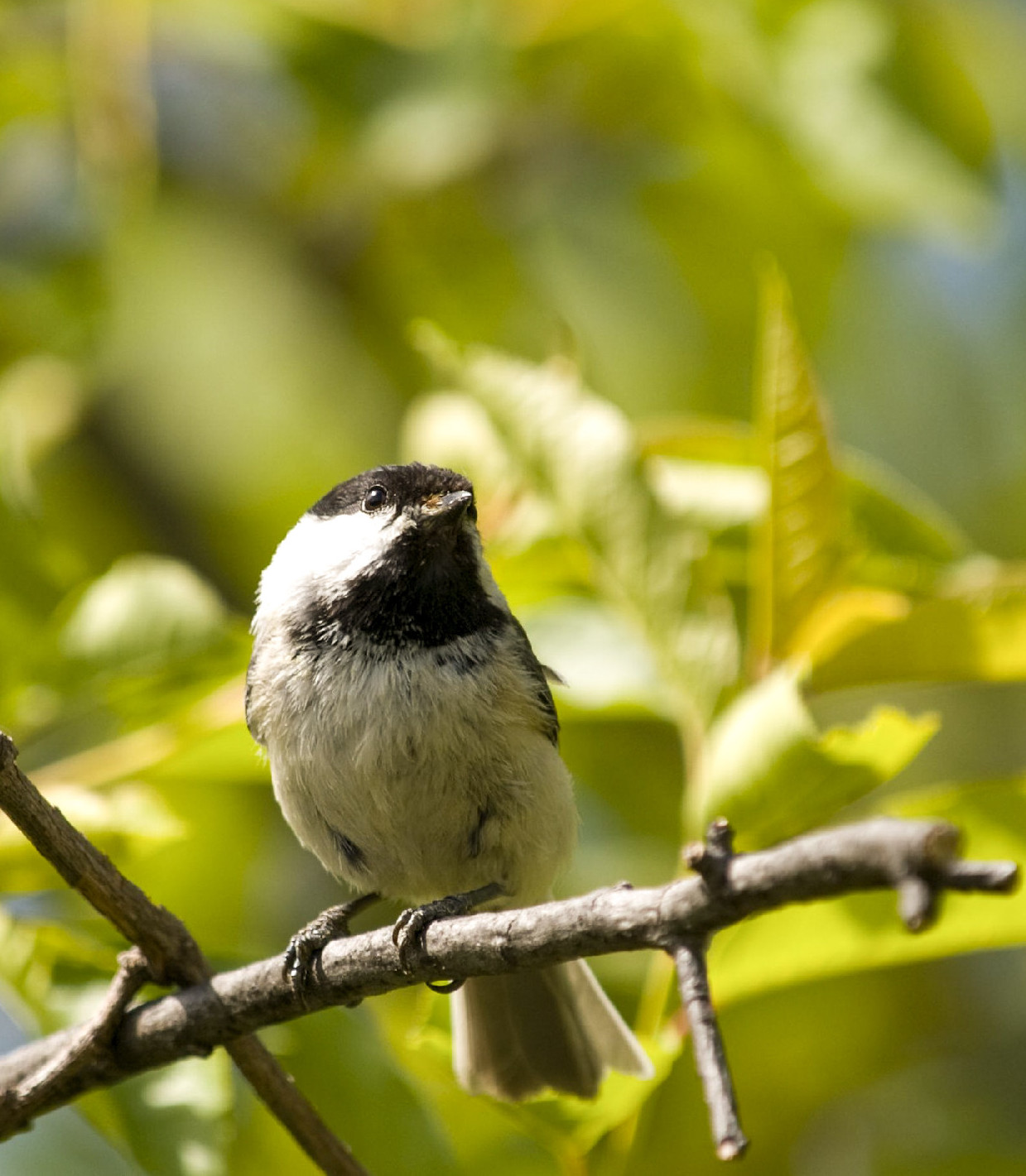 Magyarország madarai