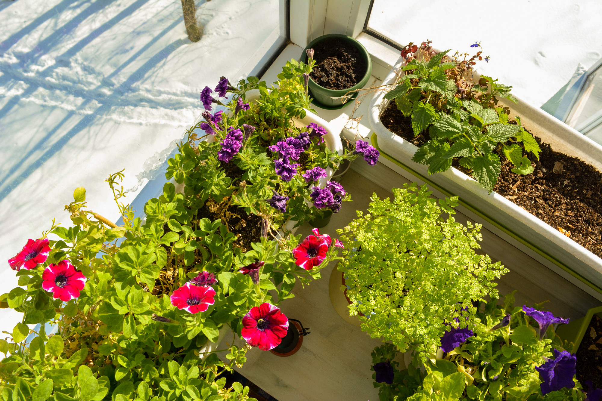 Beautiful container garden on the glass balcony in winter. Flowe