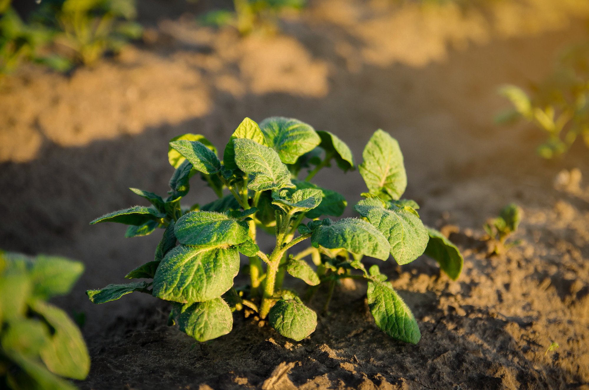 Young potato bush on a farm plantation. Agribusiness organic far