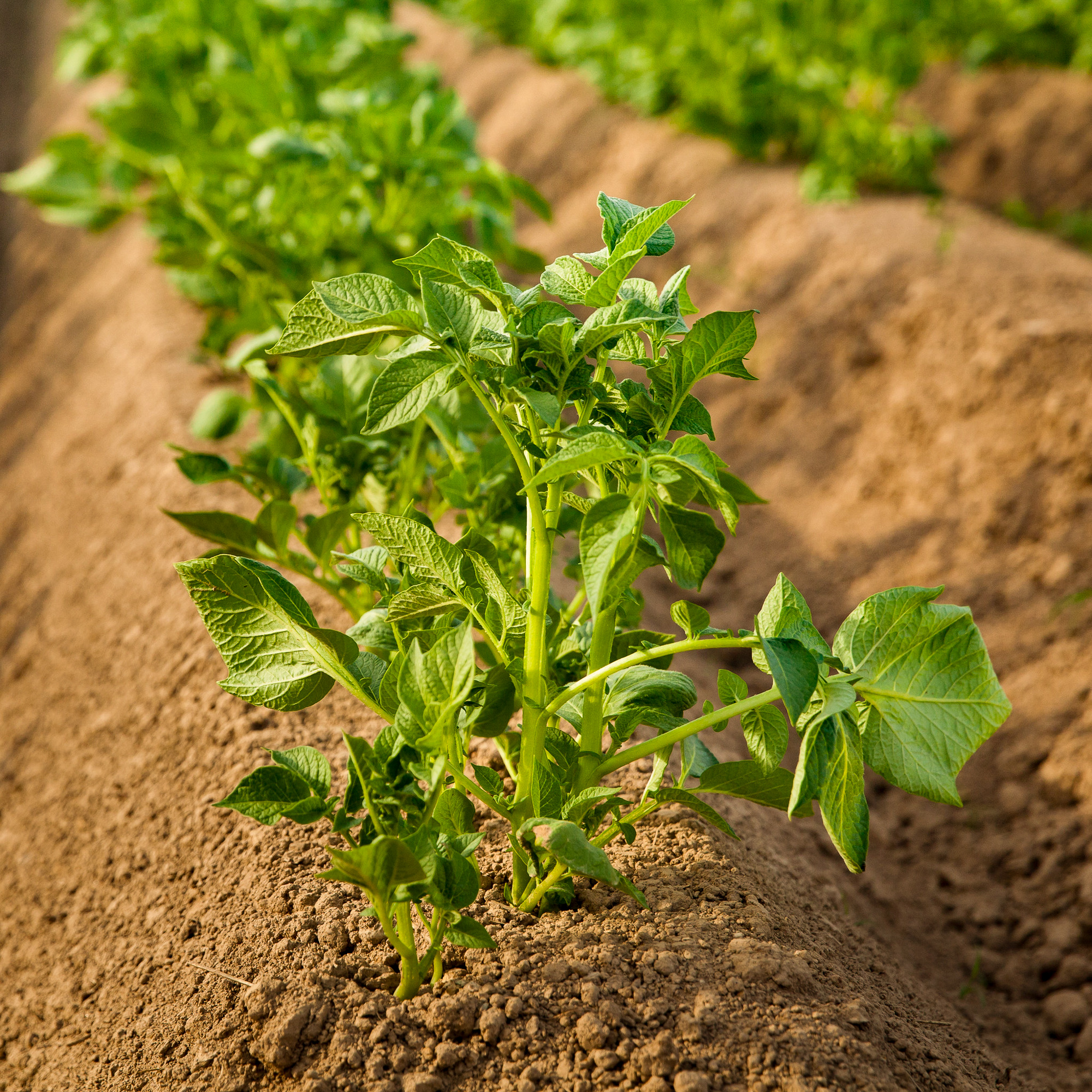 Cultivation of potatoes in Russia. Landscape with agricultural f