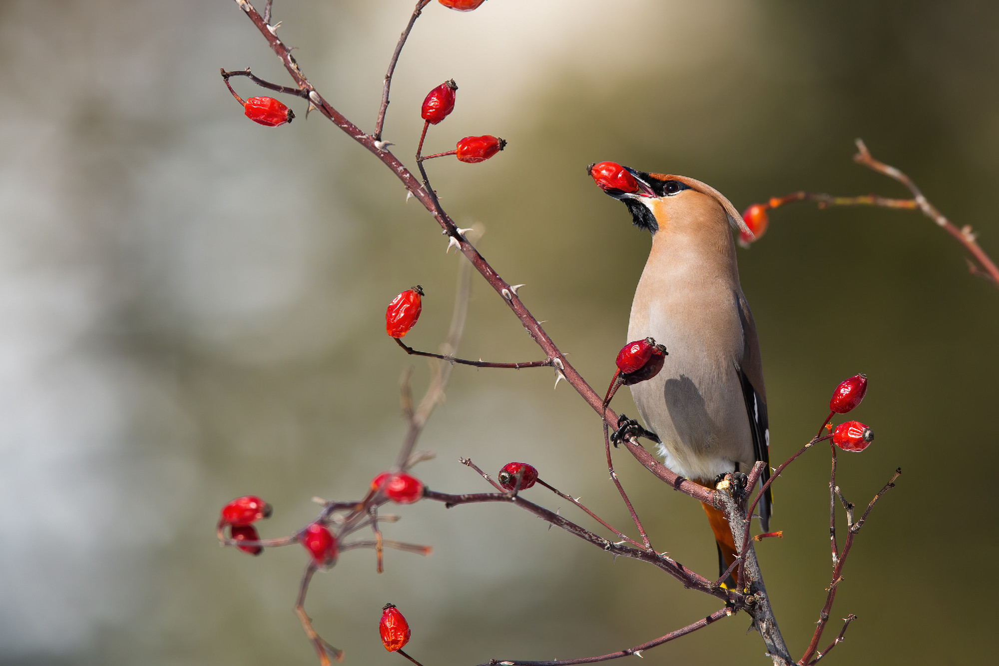 Solitary bohemian waxwing feeding on rosehip bush eating red ber
