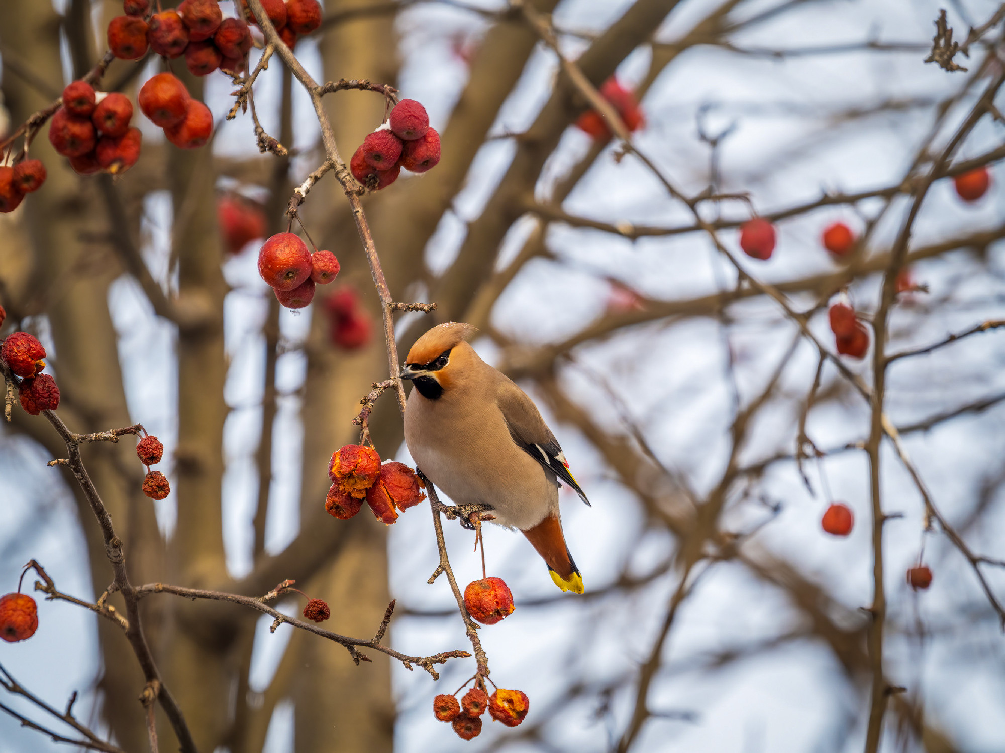 Bohemian Waxwing, Bombycilla garrulus, sitting on the bush and f