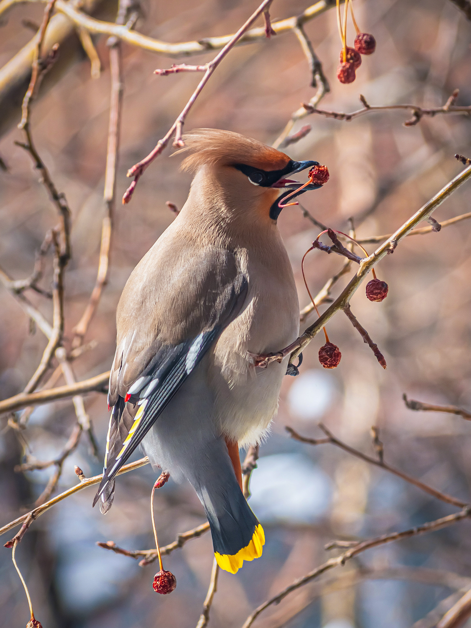The waxwing is feeding on last year's crabapples on a appletree.