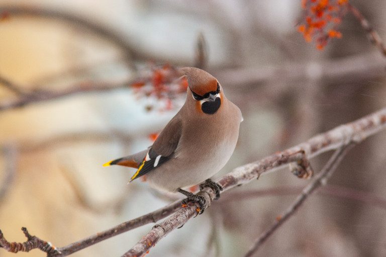 Magyarország madarai