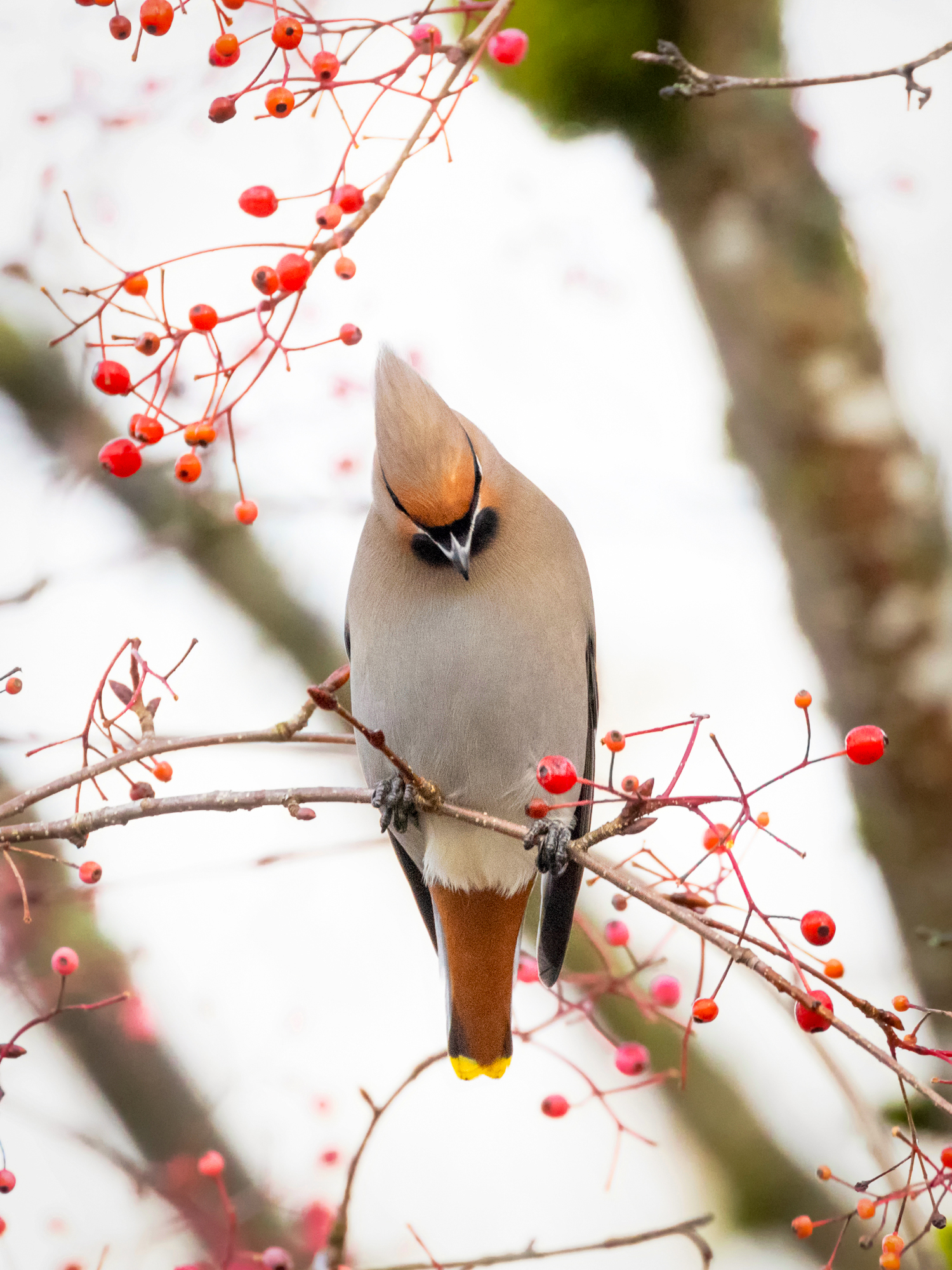 Magyarország madarai