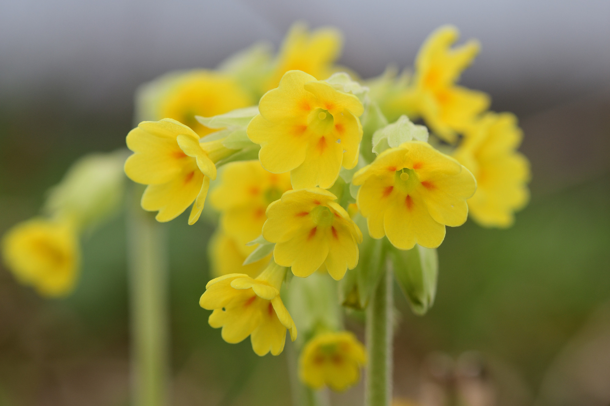 Common cowslips (primula veris)