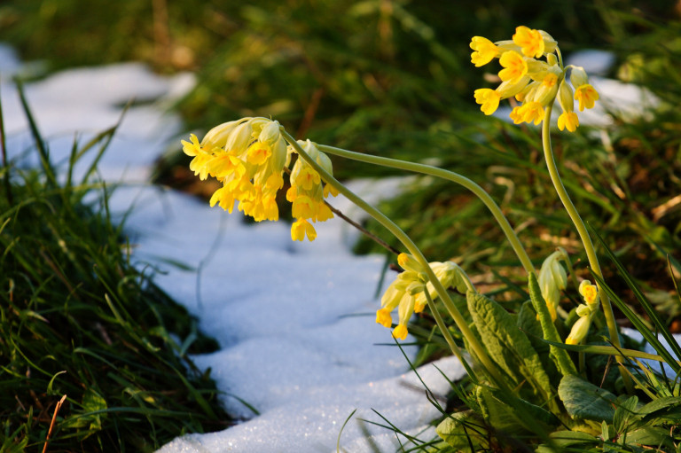 Védett növényeink: a szártalan kankalin