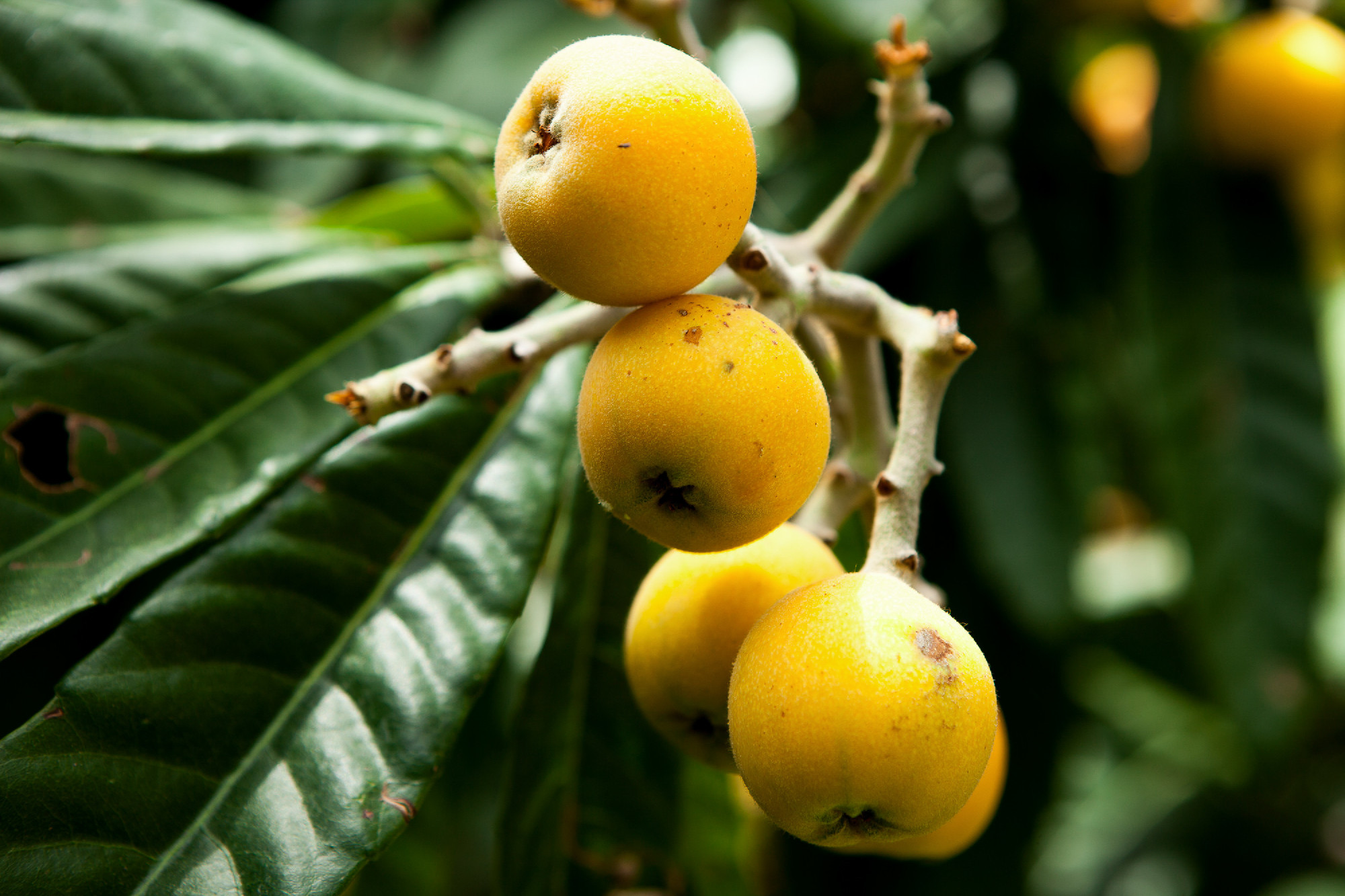 medlar tree. Turkish national fruit medlar, ripe fruits on the t