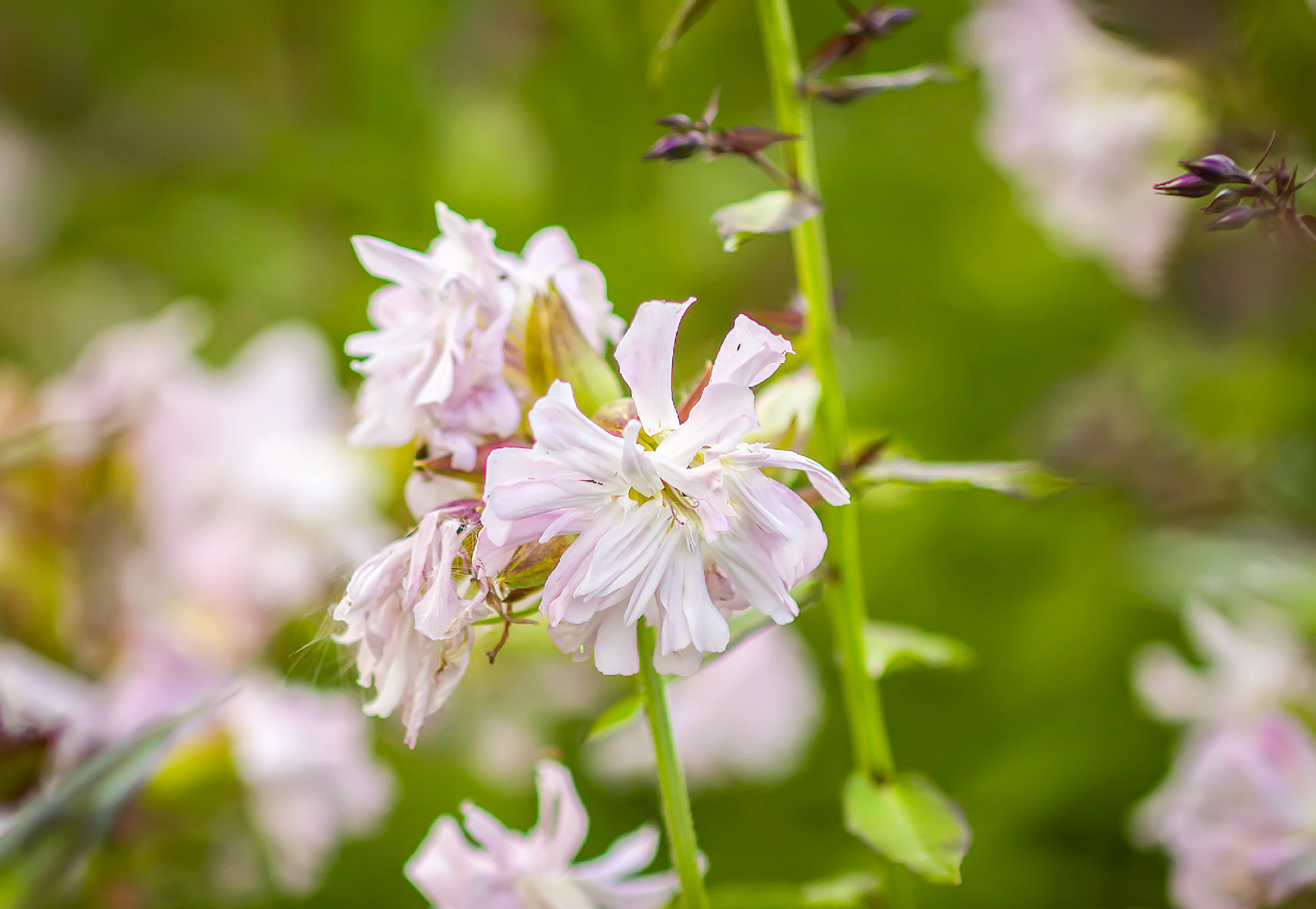 Common soapwort, bouncing-bet, crow soap, wild sweet William pla