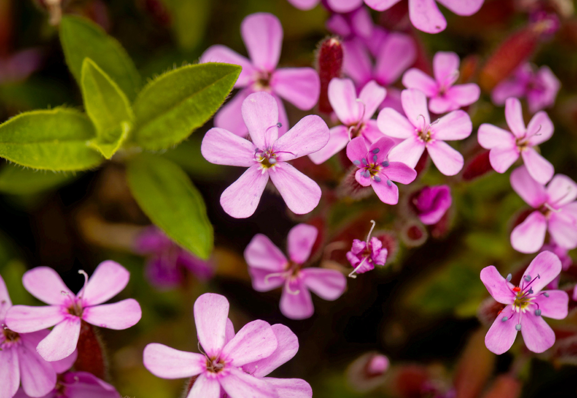Rock soapwort, Saponaria ocymoides