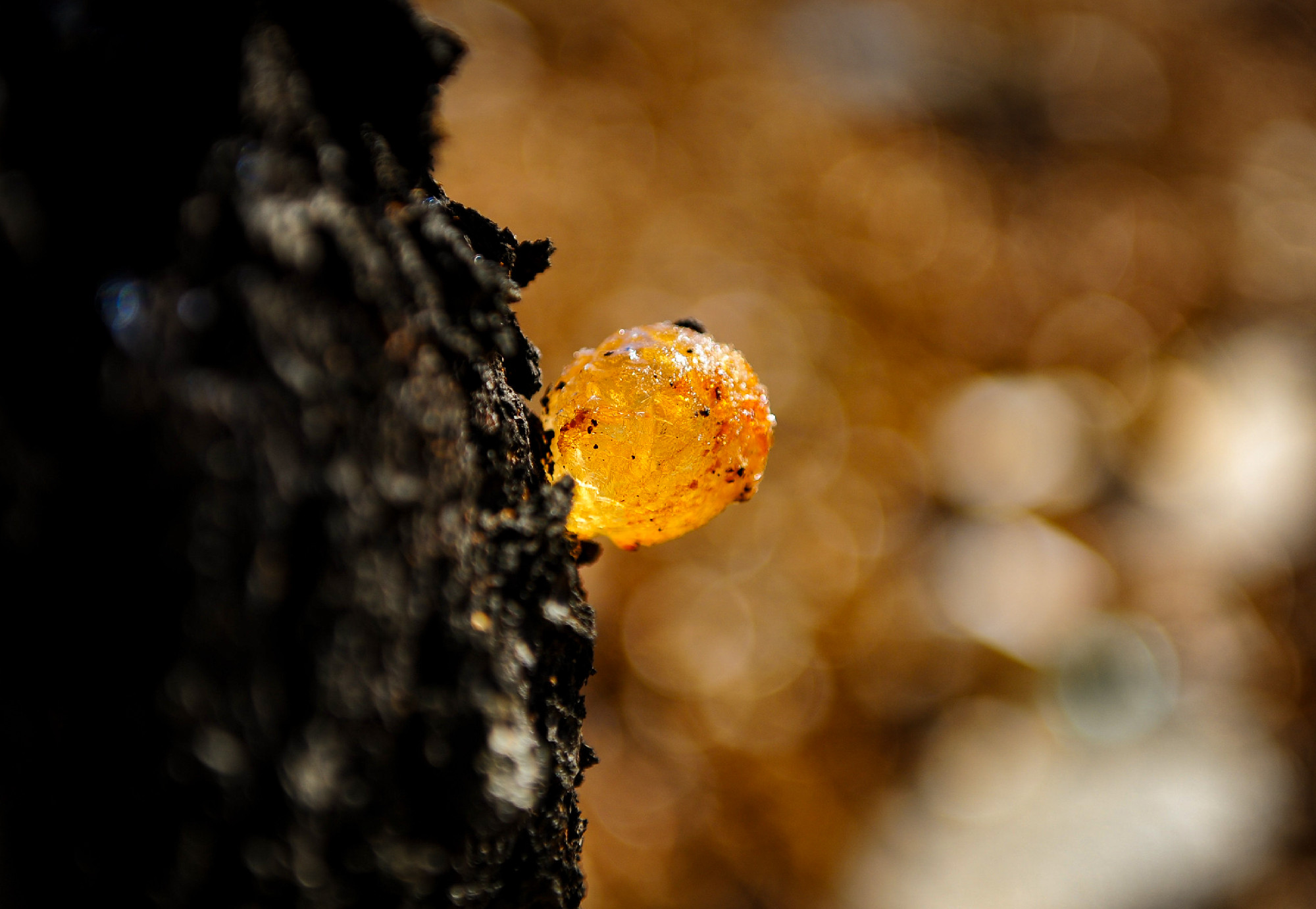 Large pieces of resin froze on a tree