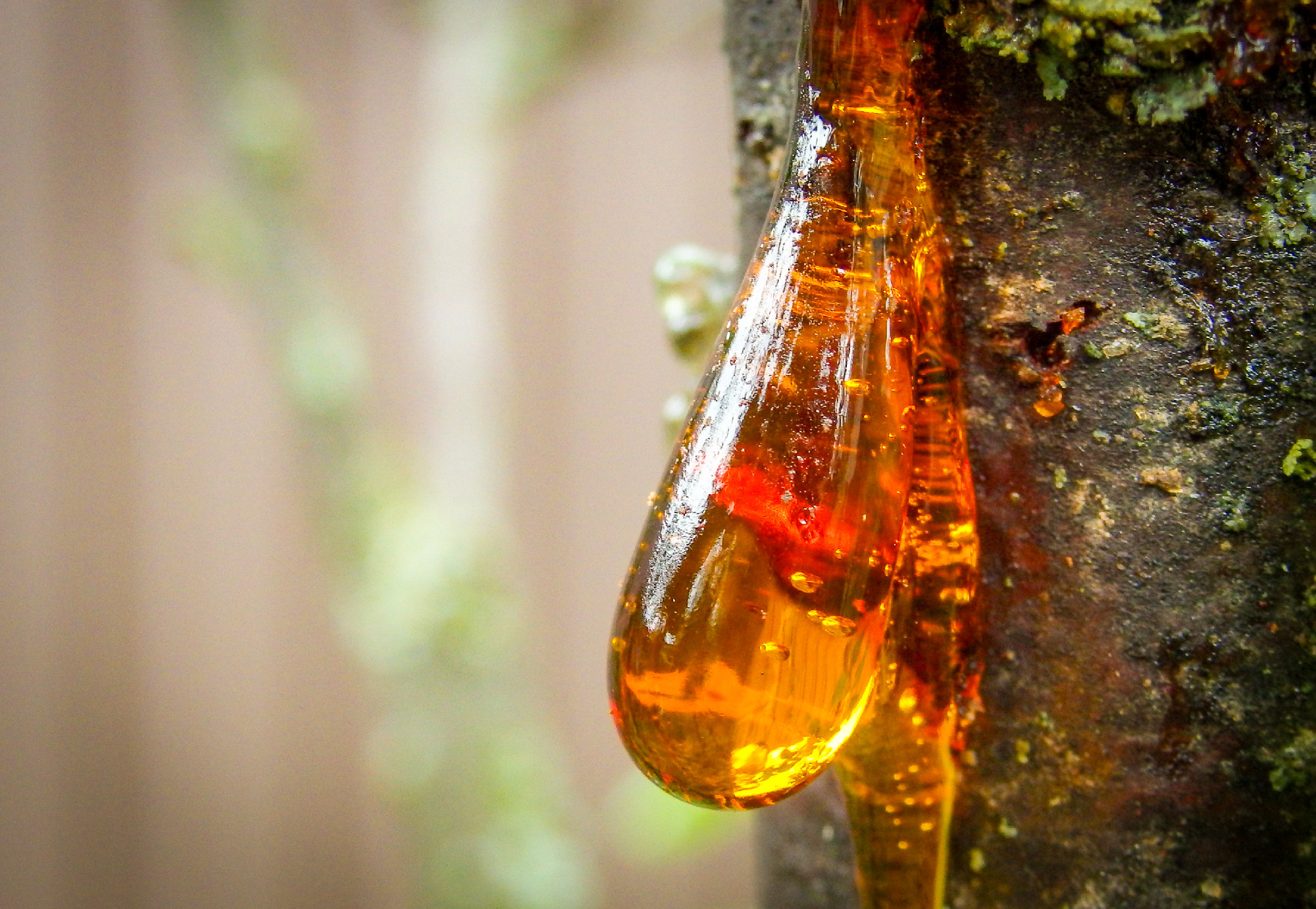 Amber yellow resin drop. Resin on the tree in orchard. orange re
