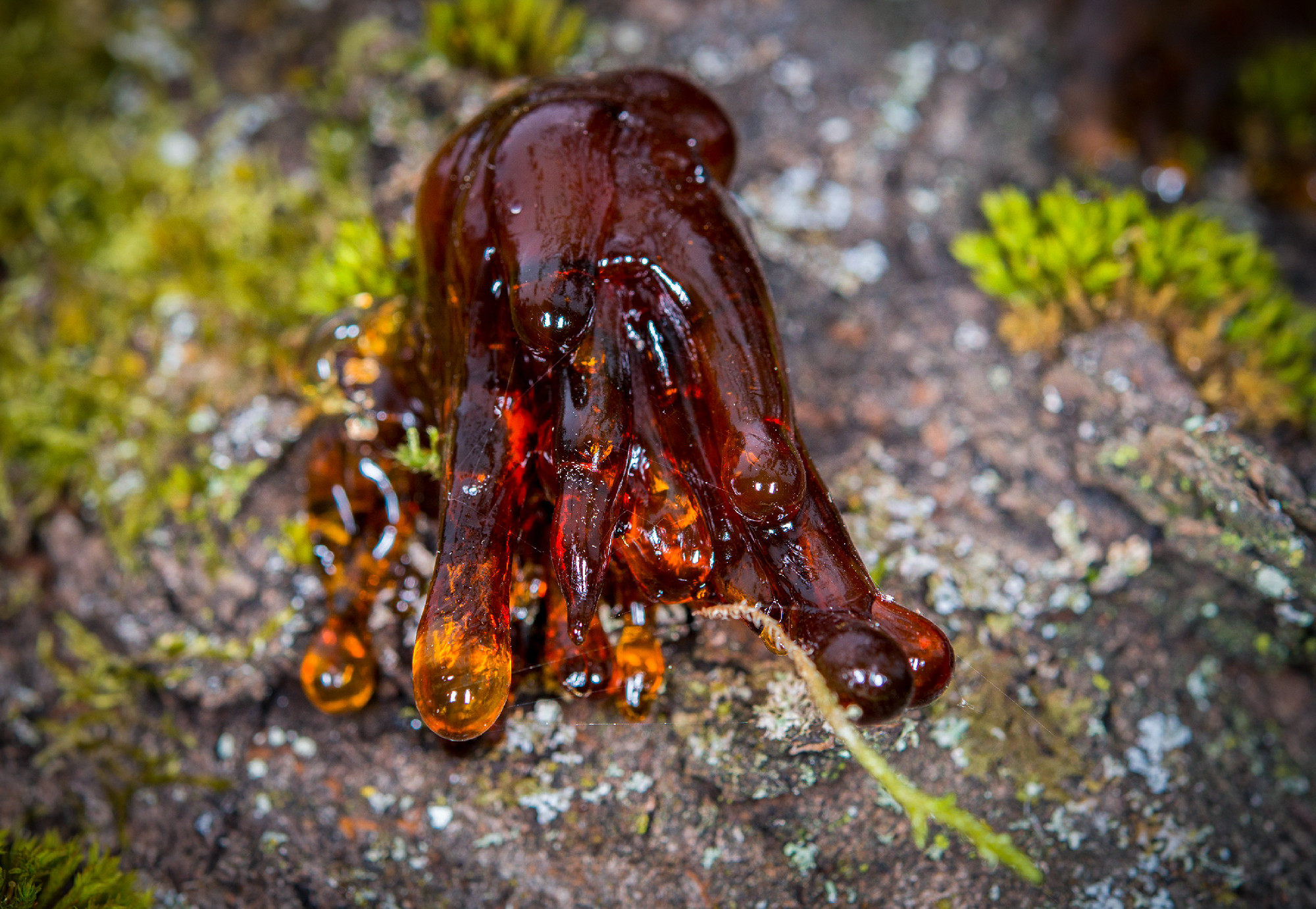 tree natural amber resin