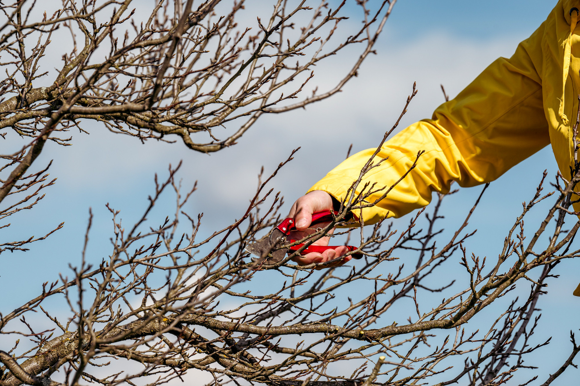 A woman gardener cuts unnecessary branches on a plum tree with s
