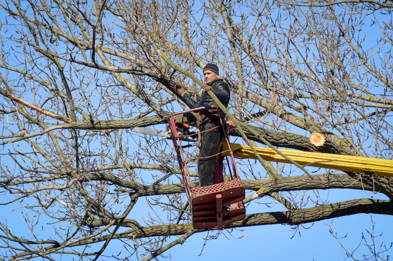 Koronaritkító metszés