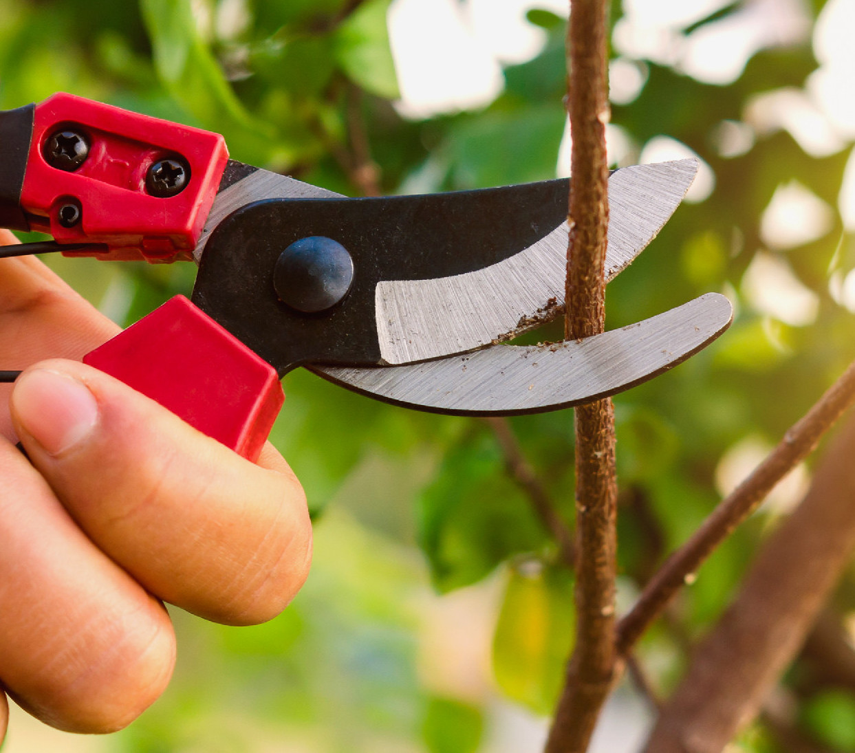 Koronaritkító metszés