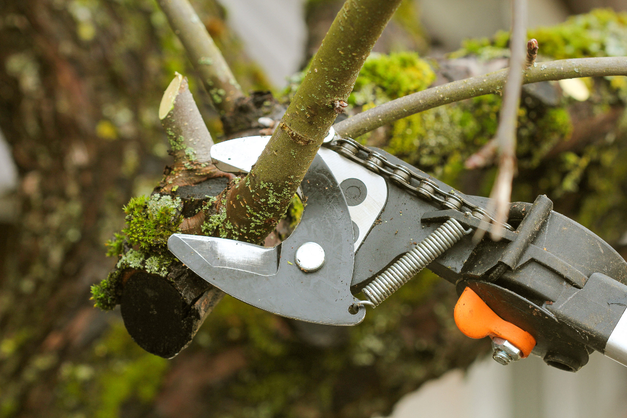 gardener pruning old tree with pruning shears