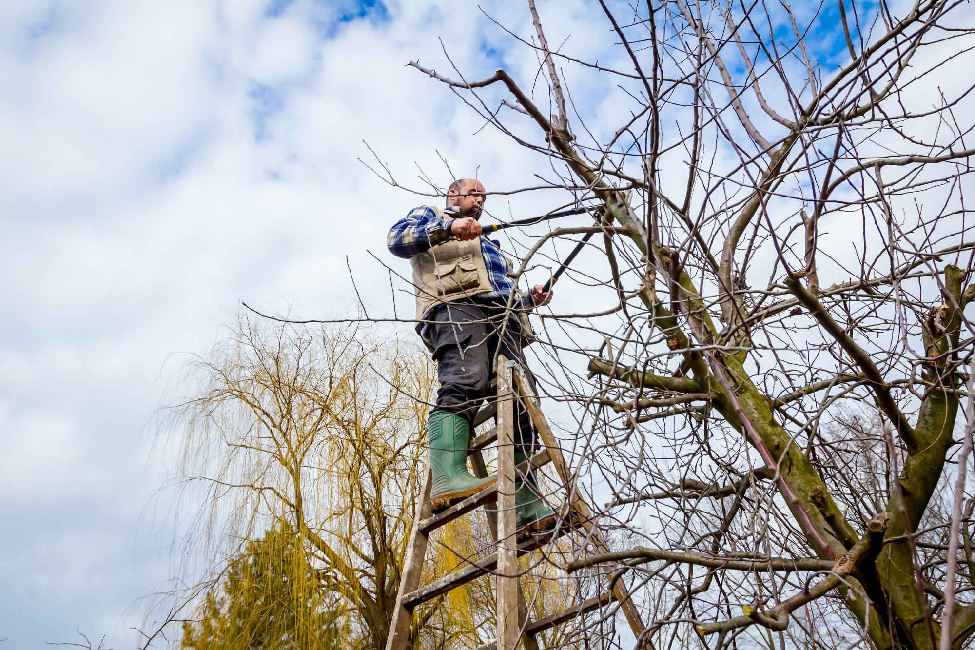 Farmer is pruning branches of fruit trees in orchard using long 