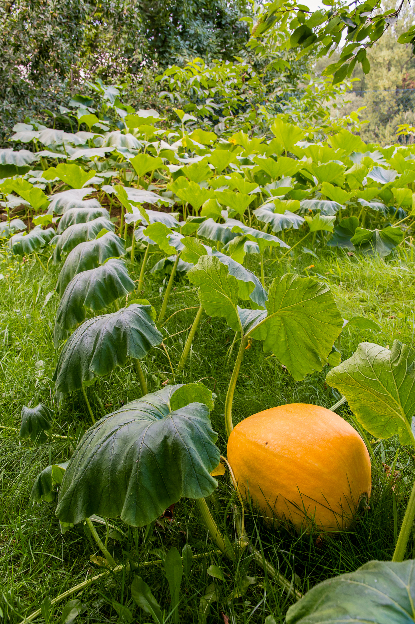 És még mindig sütőtök