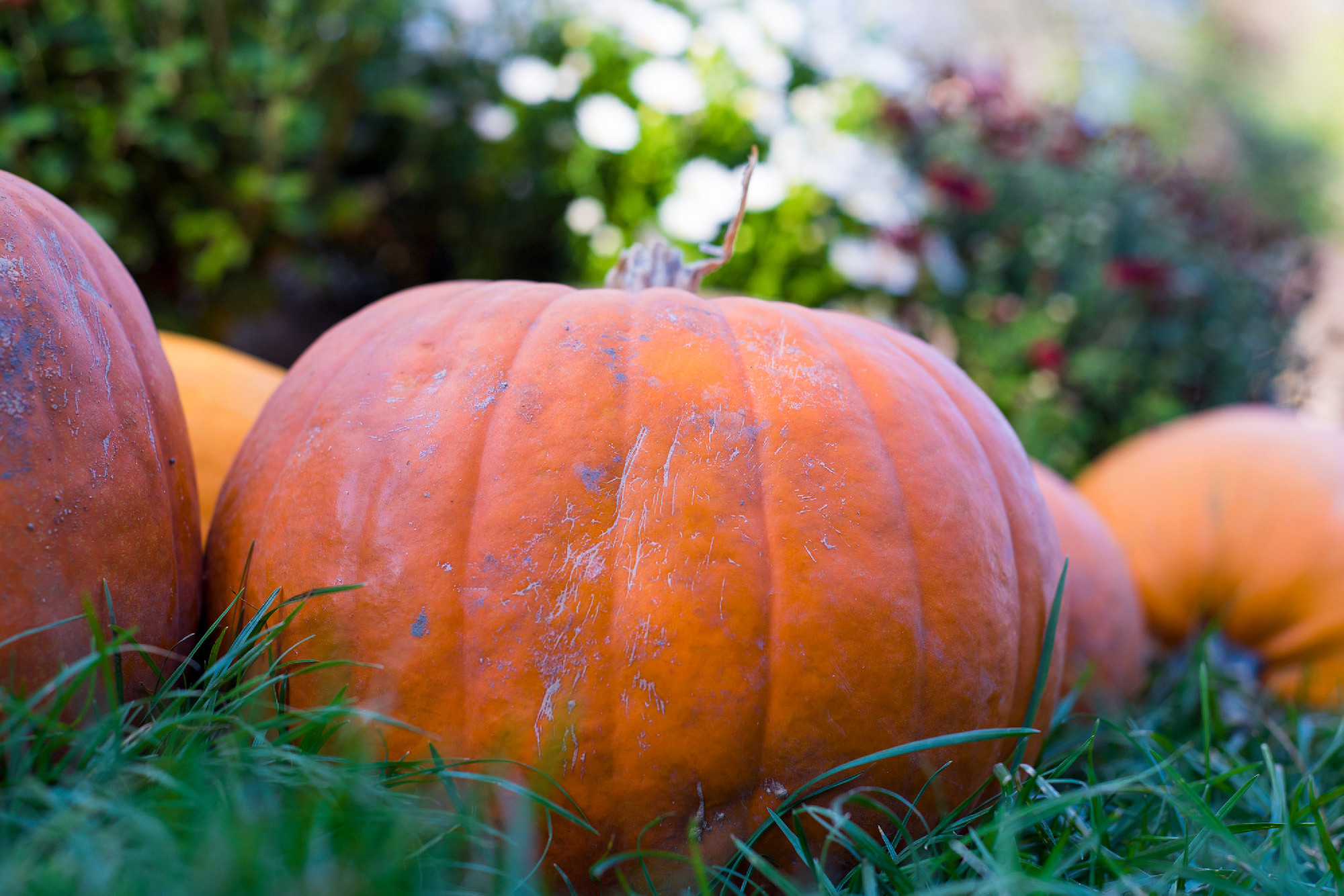 És még mindig sütőtök