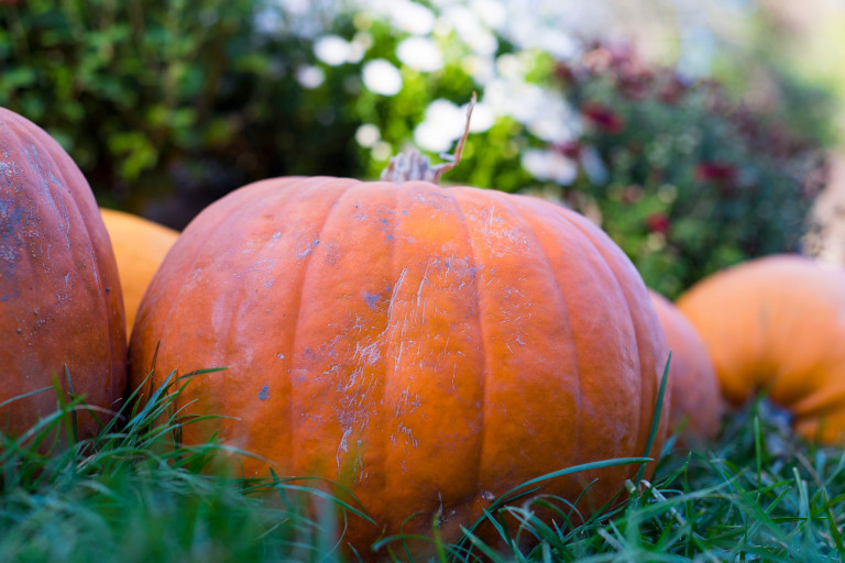 És még mindig sütőtök