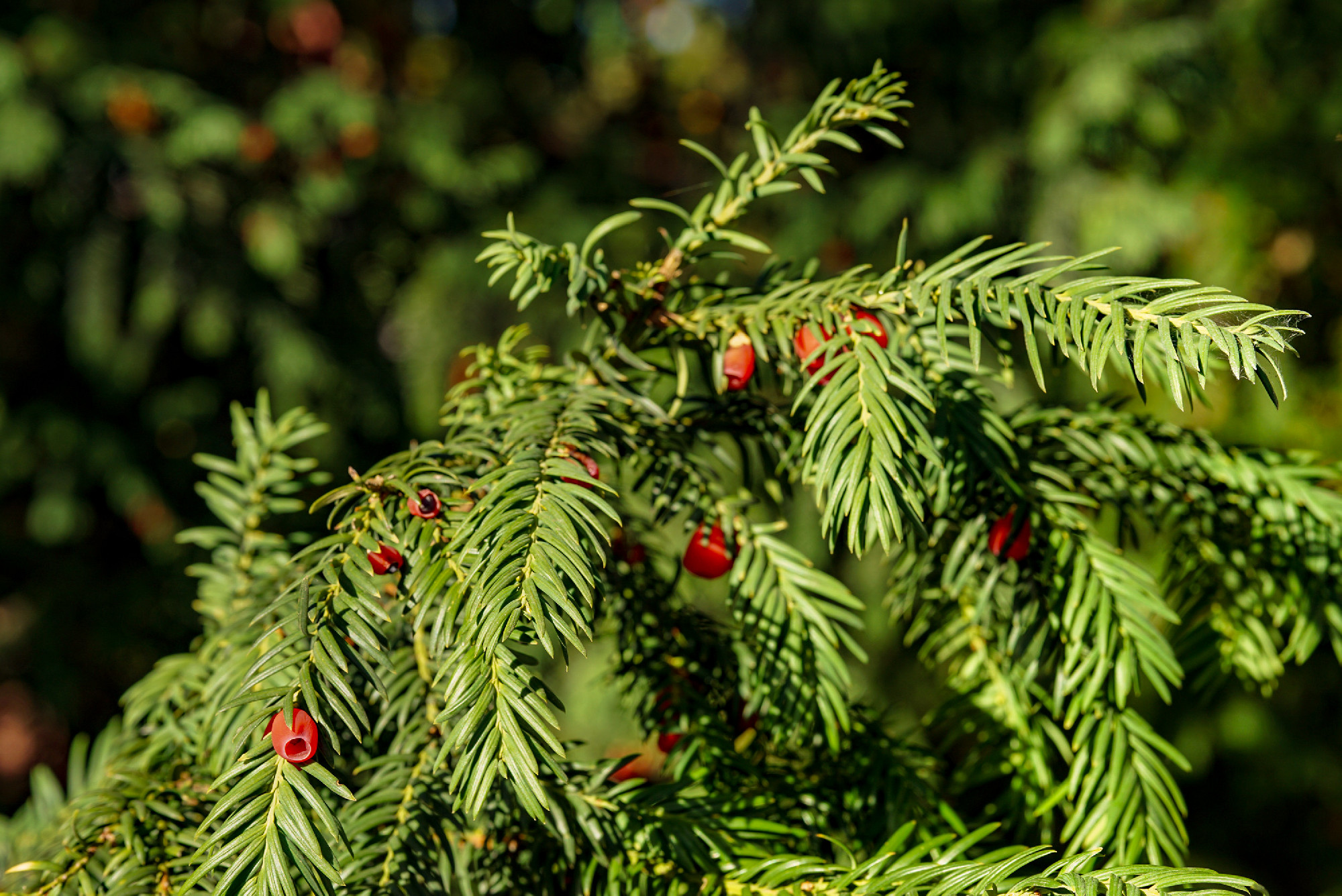 Evergreen tree close up. Yew tree. Green natural pattern. Taxus