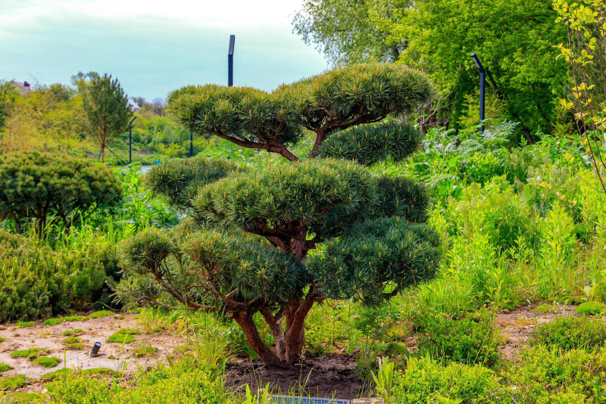 Yew (Taxus baccata) bonsai in the garden